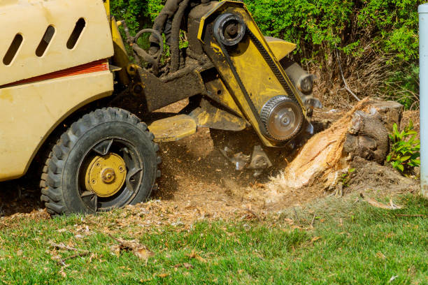 Best Stump Grinding Near Me  in Honaunau Napoopoo, HI